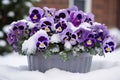 Purple Pansies flowers covered in snow