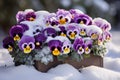 Purple Pansies flowers in box flower pot covered in snow