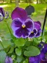 Purple Pansies Garden