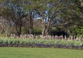 Purple pansies, pink tulips, multi-color foxglove with trees behind