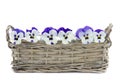 Purple pansies in a reed basket Royalty Free Stock Photo