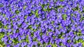 Purple pansies violas flowers background Royalty Free Stock Photo