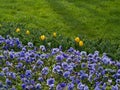 Purple Pansies with Yellow Tulips