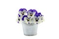 Purple pansies in a zinc bucket Royalty Free Stock Photo