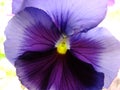 Purple Pansy