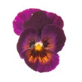 Purple pansy with dew drops Royalty Free Stock Photo