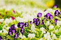 Purple pansy disambiguation garden flower