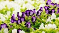 Purple pansy disambiguation garden flower Royalty Free Stock Photo