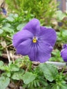 Purple Pansy Flower in Hanging Basket Royalty Free Stock Photo