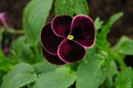 Purple pansy flower or heartsease as background or card. Close up one colorful pansy leaf with burgundy white yellow and violet Royalty Free Stock Photo