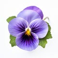 Purple Pansy Flower A Richly Layered Contest Winner With Religious Symbolism