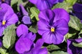 Purple Pansy Flowers Royalty Free Stock Photo