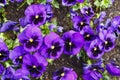 Purple pansy flowers are blommong in the garden Royalty Free Stock Photo