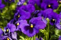 Purple pansy flowers are blommong in the garden Royalty Free Stock Photo