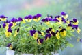 Purple pansy flowers blooming in decorative pots Royalty Free Stock Photo