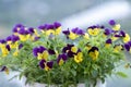 Purple pansy flowers blooming in decorative pots Royalty Free Stock Photo