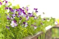 purple pansy flowers closeup balcony