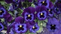 Purple pansy flowers in a flower bed on a sunny day. Robust and blooming. Garden pansy with white and purple petals. Hybrid pansy