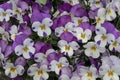 Purple pansy flowers in a flower bed on a sunny day. Robust and blooming. Garden pansy with white and purple petals. Hybrid pansy