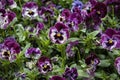 Purple pansy flowers in a flower bed on a sunny day. Robust and blooming. Garden pansy with white and purple petals. Hybrid pansy