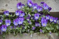 Purple pansy flowers in a hanging basket on a sunny day. Robust and blooming. Garden pansy with white and purple petals. Hybrid Royalty Free Stock Photo