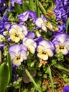 Purple Pansy Flowers or pansies blooming in the garden