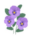 Purple pansy flowers on a white background