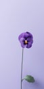 Minimalist Purple Pansy Mobile Wallpaper For Exquisite And Lg Z9 Royalty Free Stock Photo