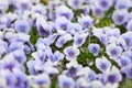 Purple pansy viola flower plant garden nature Royalty Free Stock Photo