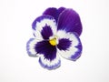 Purple Pansy on White