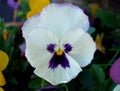 Purple & Pansy with Yellow Center (Flower) Royalty Free Stock Photo