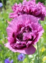 Purple Poppy Royalty Free Stock Photo