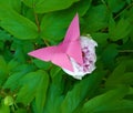 Purple paper origami butterfly on a real bright pink flower and green leaves