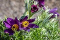 Purple Pasque Flower blooming on a sunny day