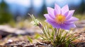 purple pasque flower