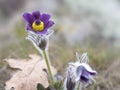 Purple pasque flower in nature, spring wildflowers close up. Pulsatilla vulgaris and other early flowering plants Royalty Free Stock Photo