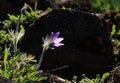 Purple pasque flower Pulsatilla in backlit