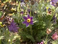 Purple pasque flower in a mixed garden