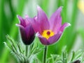 Purple pasque flowers