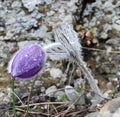 A purple pasque-flowers with dew Royalty Free Stock Photo