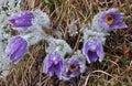 A purple pasque-flowers with dew Royalty Free Stock Photo