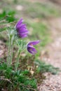 Purple Pasque Flowers Royalty Free Stock Photo