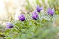 Purple pasque flowers in springtime