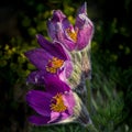 Purple pasque flowers