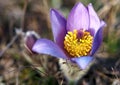 Purple Pasqueflower Closeup