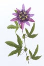 Purple Passiflora Flower