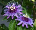 Passiflora incarnata blooms Royalty Free Stock Photo