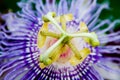 Purple passion flower Royalty Free Stock Photo