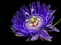 Purple Passion flower also known as wild apricot, wild passion vine. Royalty Free Stock Photo