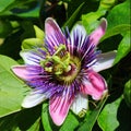 Purple Passion flower Royalty Free Stock Photo